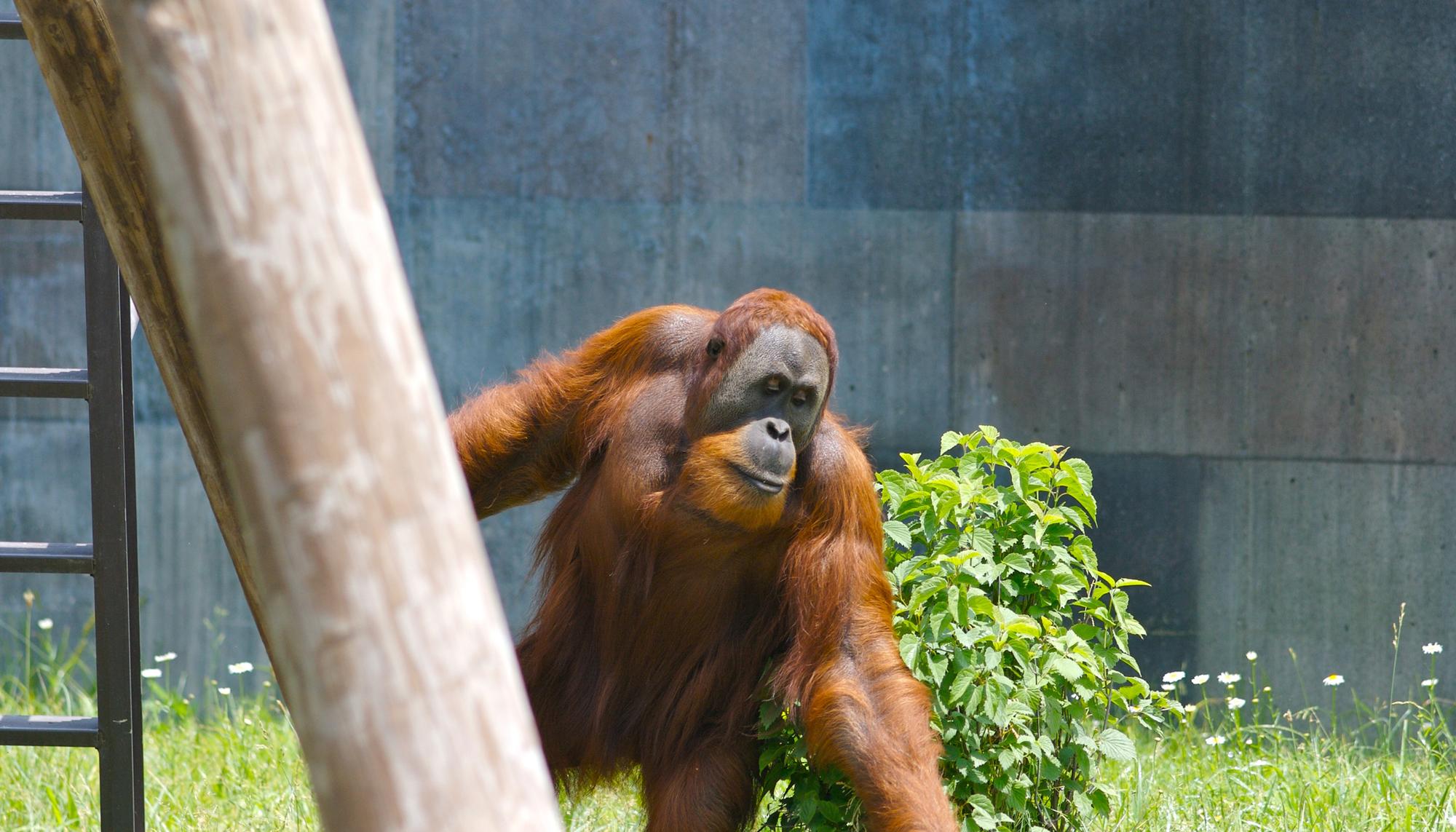 orangutan